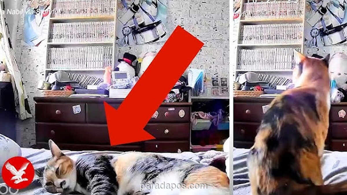 Kucing di Kumamoto Kabur dari Kamar Detik Sebelum Gempa M7, Ilmuwan Kembali Kaji Kepekaan Hewan