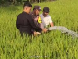Polisi Kerahkan Water Cannon Selamatkan Ratusan Hektare Sawah di Sidrap dari Kekeringan
