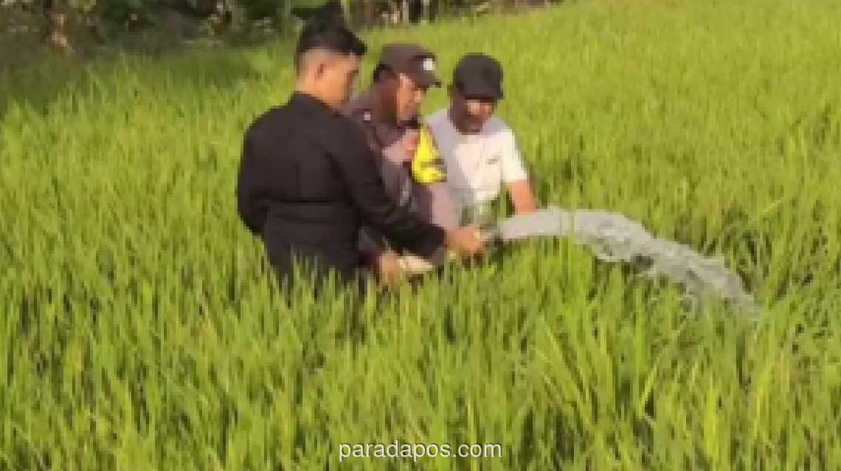 Polisi Kerahkan Water Cannon Selamatkan Ratusan Hektare Sawah di Sidrap dari Kekeringan