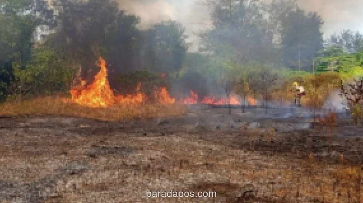 Kebakaran Lahan di Gunungkidul Capai 21 Hektare, BPBD Imbau Warga Tak Bakar Sampah Sembarangan