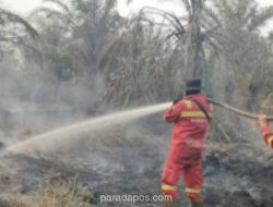 Kebakaran Hutan dan Lahan di Riau Meluas, 72 Hektare Gambut di Rohil dan Bengkalis Hangus