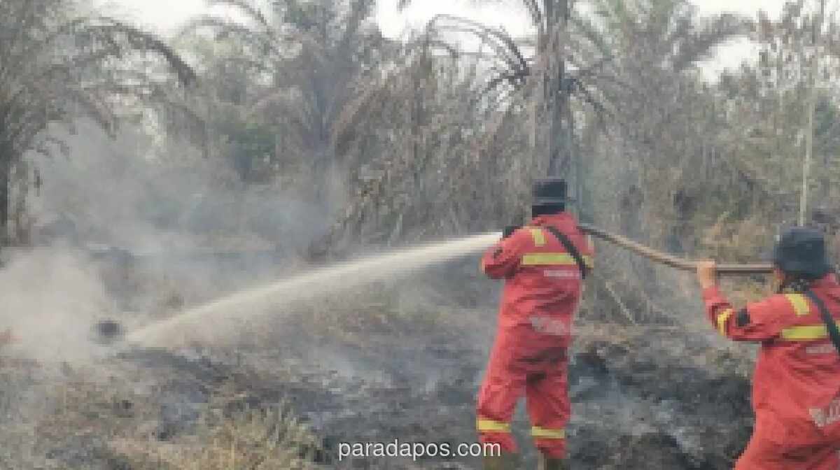 Kebakaran Hutan dan Lahan di Riau Meluas, 72 Hektare Gambut di Rohil dan Bengkalis Hangus
