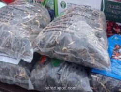 Balai Karantina Lampung Bongkar Peredaran Puluhan Ribu Benih Sawit Palsu via E-commerce, Negara Rugi Rp42 Miliar