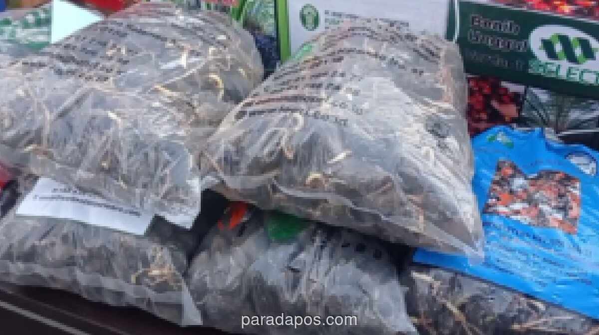 Balai Karantina Lampung Bongkar Peredaran Puluhan Ribu Benih Sawit Palsu via E-commerce, Negara Rugi Rp42 Miliar