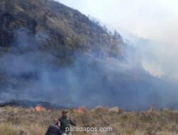 Kebakaran Hutan di Gunung Bromo Hanguskan 60 Hektare Lahan, BNPB Pastikan Tak Ada Korban Jiwa