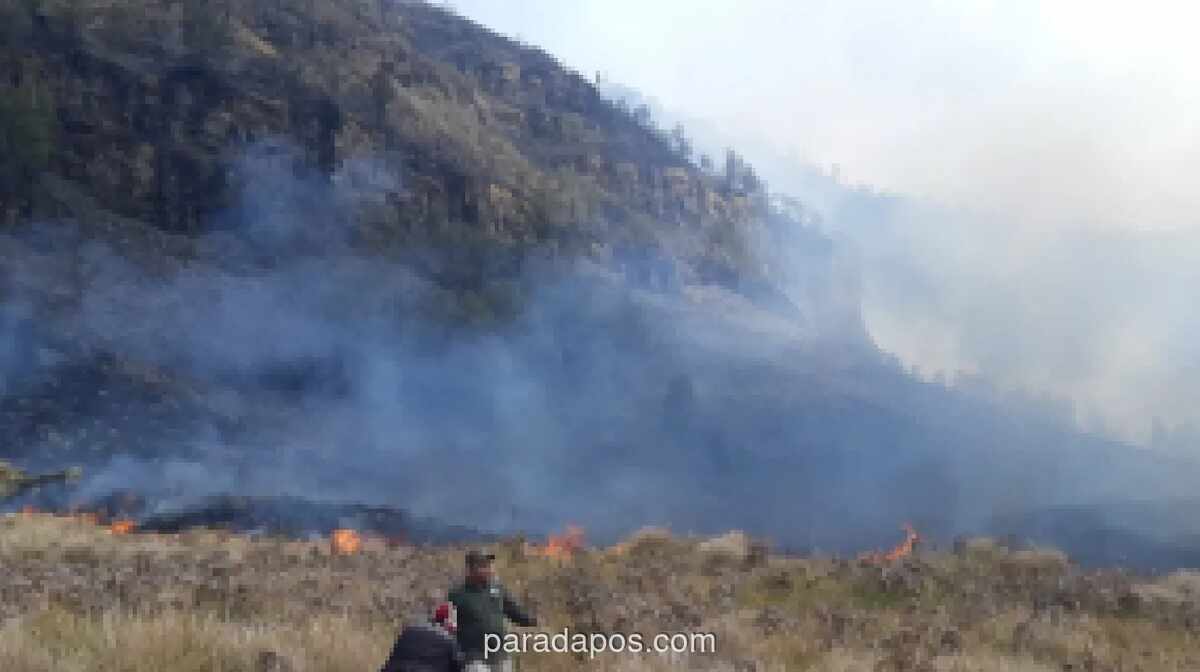 Kebakaran Hutan di Gunung Bromo Hanguskan 60 Hektare Lahan, BNPB Pastikan Tak Ada Korban Jiwa