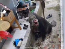 Babi Hutan Masuk Permukiman Warga di Kuningan, Sejumlah Pemuda Terluka