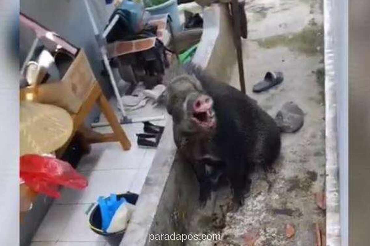 Babi Hutan Masuk Permukiman Warga di Kuningan, Sejumlah Pemuda Terluka