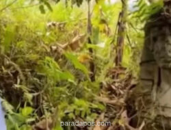 Patung Raksasa Mirip Firaun Muncul di Hutan Gunung Salak, Asal-usulnya Masih Misteri