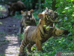 Panduan Ahli: Langkah Selamat Jika Bertemu Harimau di Alam Liar, Jangan Berlari