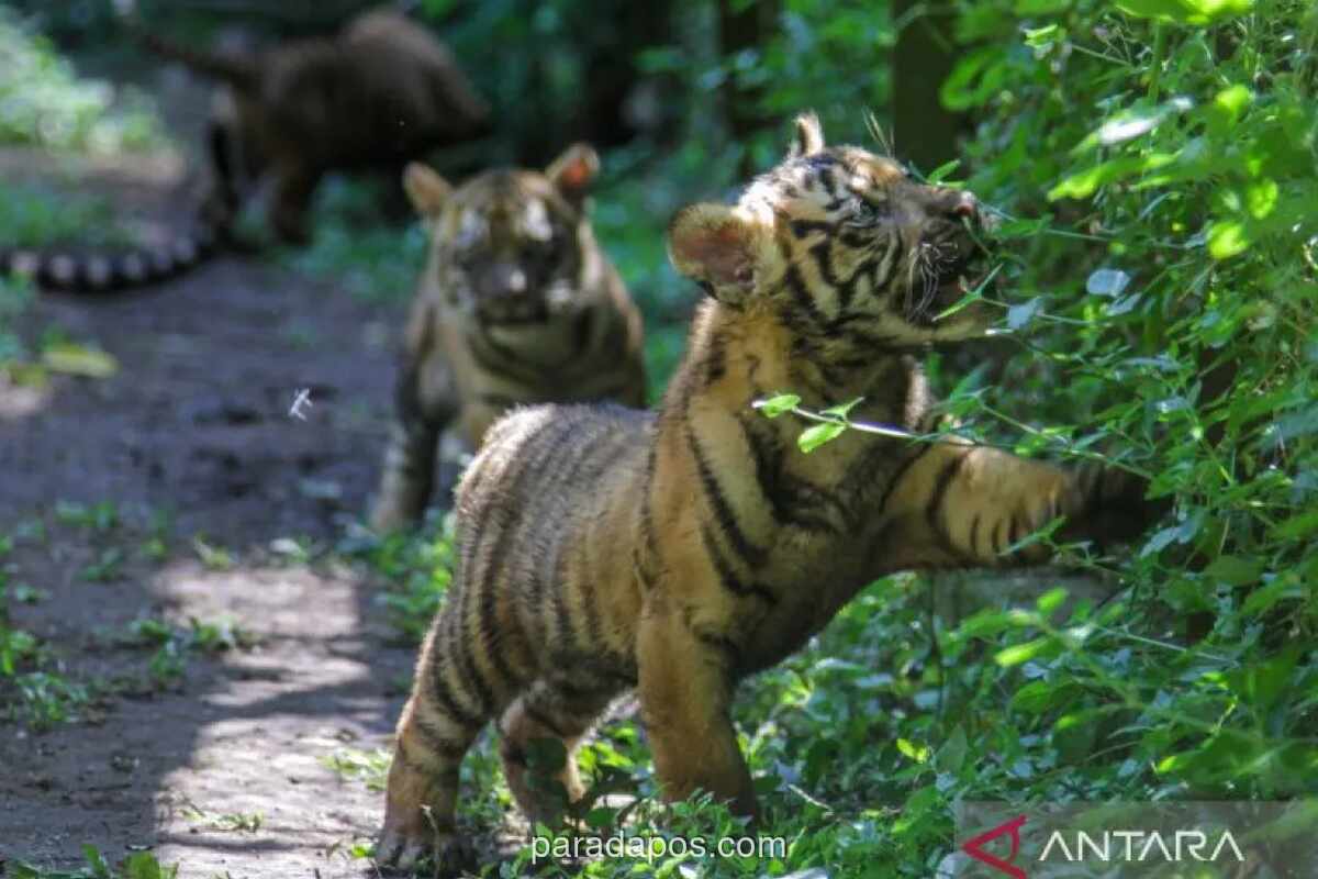 Panduan Ahli: Langkah Selamat Jika Bertemu Harimau di Alam Liar, Jangan Berlari