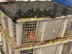 Polisi Bakauheni Gagalkan Pengiriman 98 Burung Tanpa Dokumen ke Cikarang