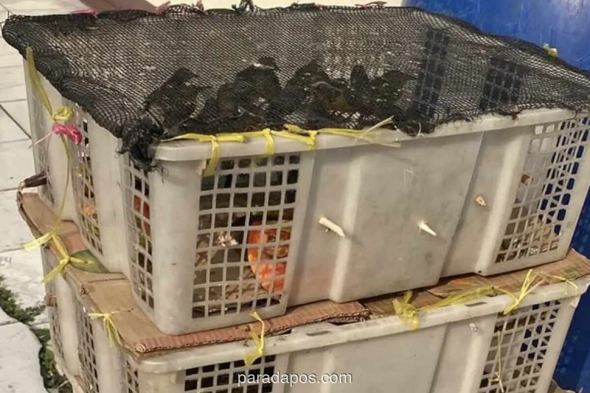Polisi Bakauheni Gagalkan Pengiriman 98 Burung Tanpa Dokumen ke Cikarang