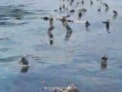 Tumpahan Oli dari Pengangkatan Kapal MV Kuala Mas Diduga Cemari Pesisir Semau, Rumput Laut Warga Terancam