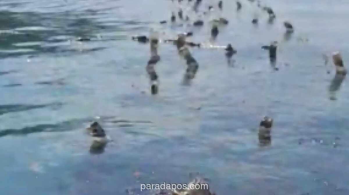 Tumpahan Oli dari Pengangkatan Kapal MV Kuala Mas Diduga Cemari Pesisir Semau, Rumput Laut Warga Terancam