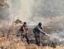 Pemerintah Tetapkan Enam Provinsi Prioritas Penanganan Karhutla, Kalbar Terparah dengan 28.680 Hektare Terbakar