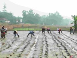 Pemkab Bekasi Uji Coba Pertanian Modern Tabela di Bojongmangu, Target Produktivitas Capai 10 Ton per Hektare
