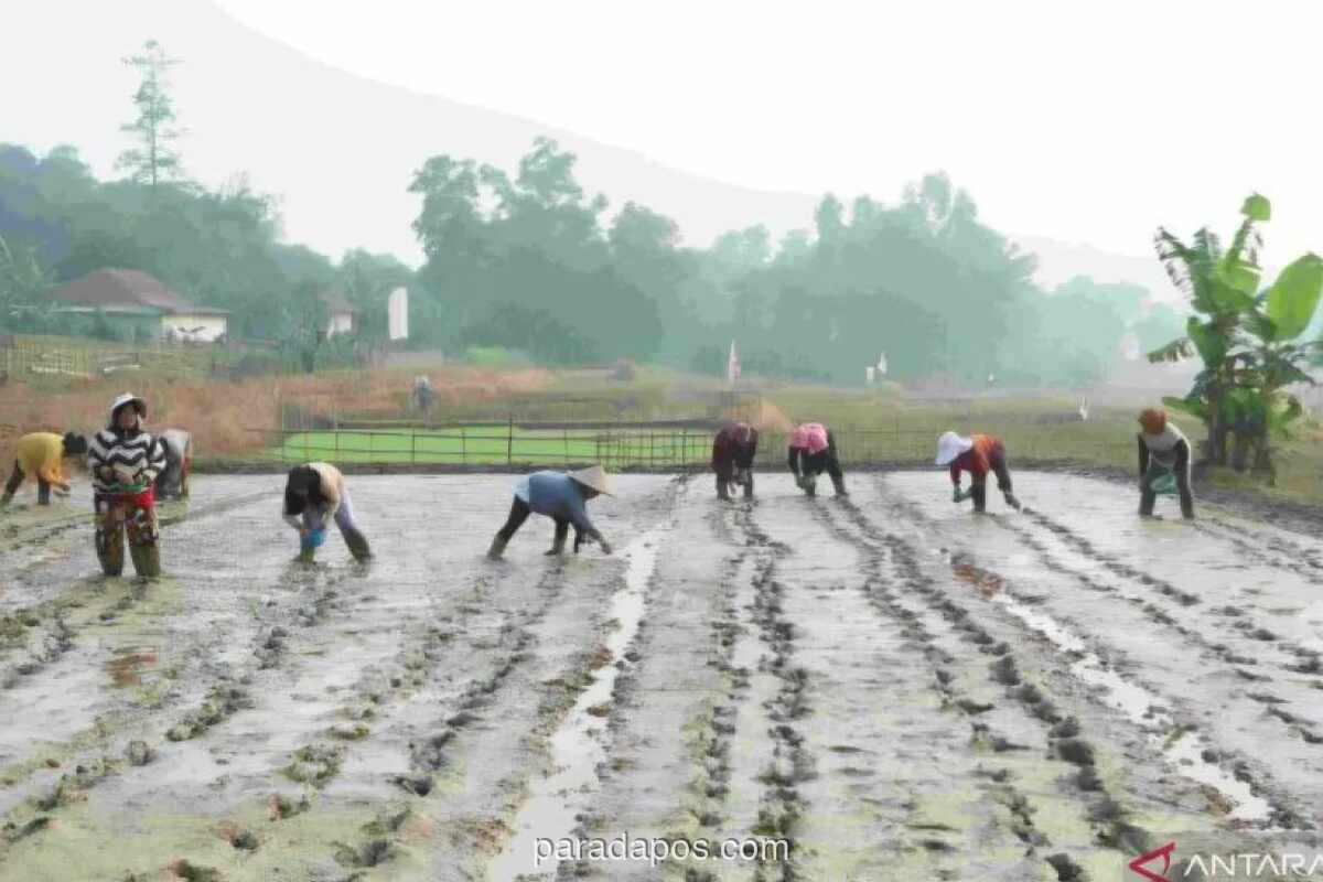 Pemkab Bekasi Uji Coba Pertanian Modern Tabela di Bojongmangu, Target Produktivitas Capai 10 Ton per Hektare