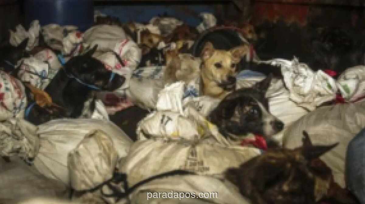 DIY Sahkan Perda Larangan Konsumsi Daging Anjing